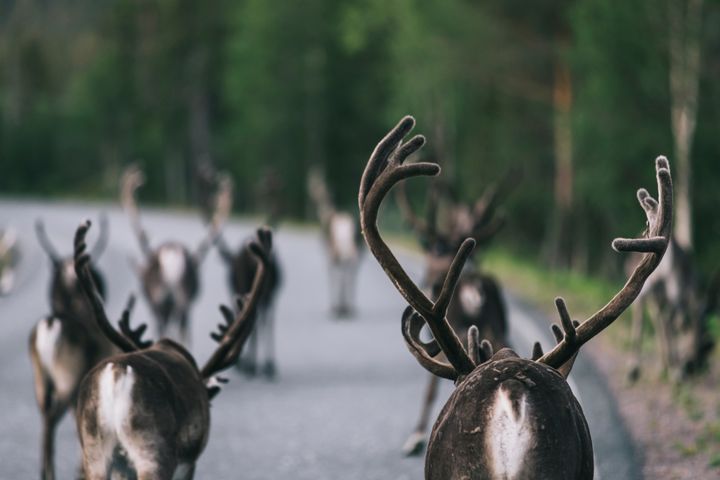 Kuvassa poroja tien päällä, tien laidassa metsää.