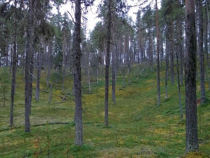 Metsäinen harjumaisema.