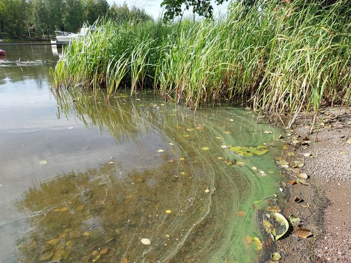 Kuvassa on ranta, jossa on sinilevää.