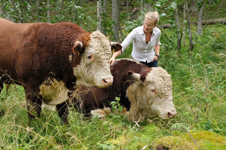Hereford-karjaa metsälaitumella.