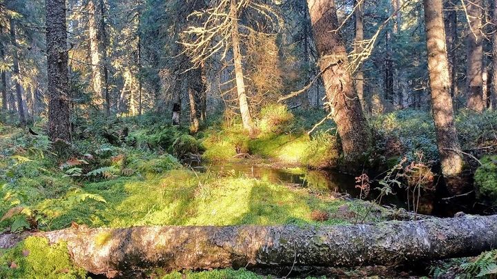 suojeltua metsää auringonvalossa