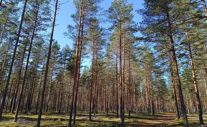 Pirkanmaan ELY-keskuksen esityksen mukaan moottoriajoneuvojen käyttökielto Vatulanharjun-Ulvaanharjun Natura-alueella olisi voimassa toistaiseksi.