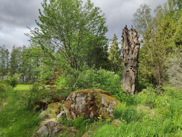 Maisemakuva Vanajaveden seudun monimuotoisuuskeskittymän perinnebiotoopilta.