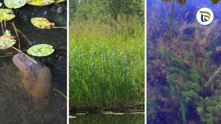 Nämä vieraslajit viihtyvät lämpimissä vesissä. Kuvassa vasemmalla on hyytelösammaleläin, keskellä isosorsimo ja oikealla kanadanvesirutto. Kuvat: Suvi Mäkelä / Vanajavesikeskus.