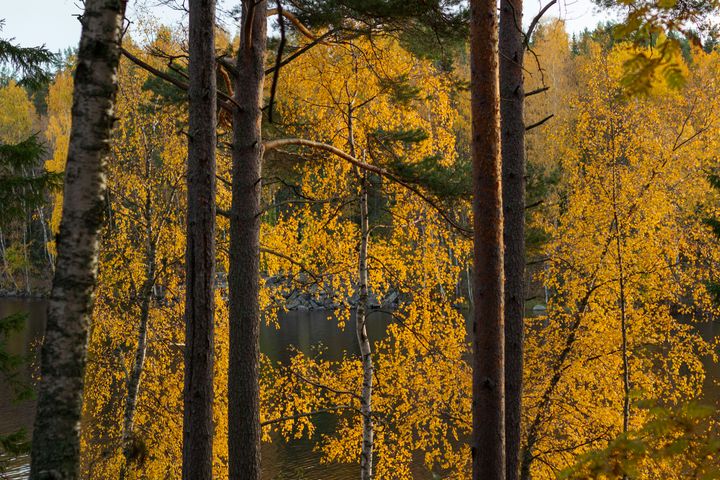 Harkinnanvaraiset valtion ympäristöavustushaut ovat nyt auki. Pirkanmaan alueella avusta voi hakea Pirkanmaan ELY-keskukselta 17.10.-1.12.2025 välisenä aikana.