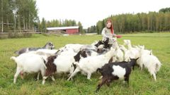 Peevon tilalla kasvatetaan suomenvuohia, joka on yksi suomen alkuperäisroduista. Kuvassa yrittäjä Annika Kiikala.