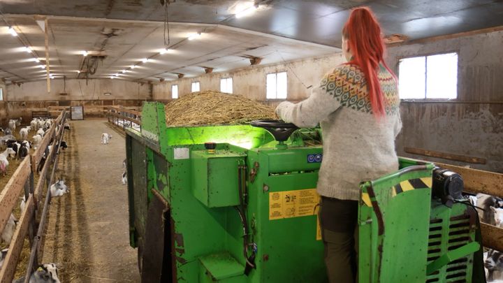 Peevon tila Sastamalassa sai maatalouden investointitukea pihaton laajentamiseen. Leveämmän ruokintapöydän ansiosta rehunjako voidaan hoitaa koneellisesti, ja eläimillä on enemmän tilaa ruokailla. Ostaessaan vuohitilan yrittäjä Annika Kiikala hyödynsi myös nuoren viljelijän aloitustukea.