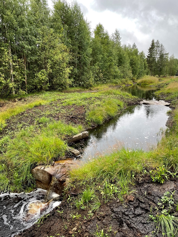 Vuonna 2022 valmistunut kosteikko Ilomantsinjärven valuma-alueella. Kuva: Pinja Pennanen / Pohjois-Karjalan ELY-keskus.