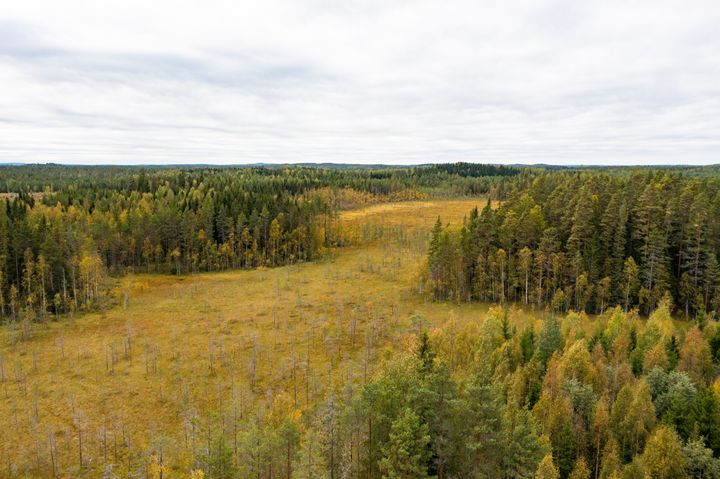 Ilmakuvaa perustettavalta suojelualueelta.