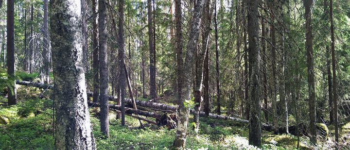 Kalliojärven luontoa. Kuva: Säde Neitola / Pohjois-Karjalan ELY-keskus.