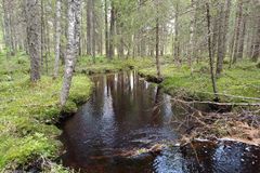 Purokunnostukset ovat hyvä esimerkki yhteistyössä toteutettavasta toimenpiteestä. Itse purouoman luonnontilaa voidaan parantaa palauttamalla uomaan sinne luontaisesti kuuluvaa puu- ja kivimateriaalia. Kauempana purosta voidaan ennallistaa soita, minkä ansiosta puroon ei enää pääse rehevöittäviä ravinteita ja kiintoaineista. Kalasto ja muu puron lajisto hyötyvät kunnostuksesta, ja kalastajat elpyneistä kalakannoista. Kuvassa on Juuan kunnan mailla virtaava Korisevanpuro, jonka kunnostusta edistetään Helmi-ohjelman yhteydessä. Kuva: Kaija Eisto / Pohjois-Karjalan ELY-keskus.