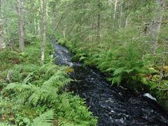 Juuan kunnan alueella sijaitseva Korisevanpuro. Kuva: Reima Hyytiäinen / Pohjois-Karjalan ELY-keskus.