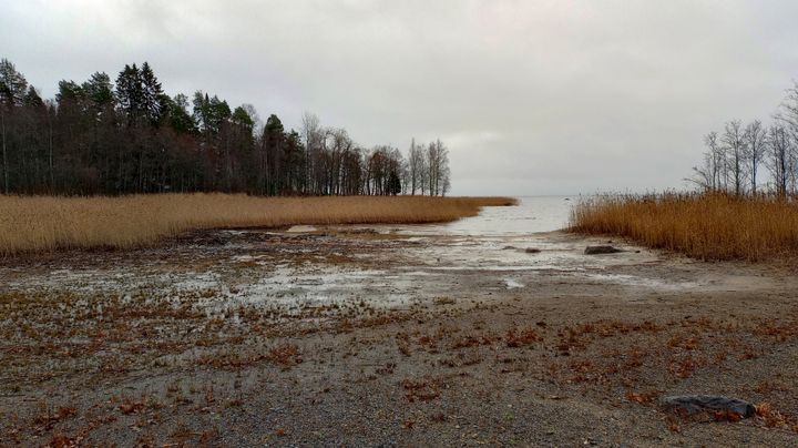 Vesi oli matalalla Honkaniemen uimarannalla Joensuussa 9.11.2025. Kuva: Ilkka Elo / Pohjois-Karjalan ELY-keskus.