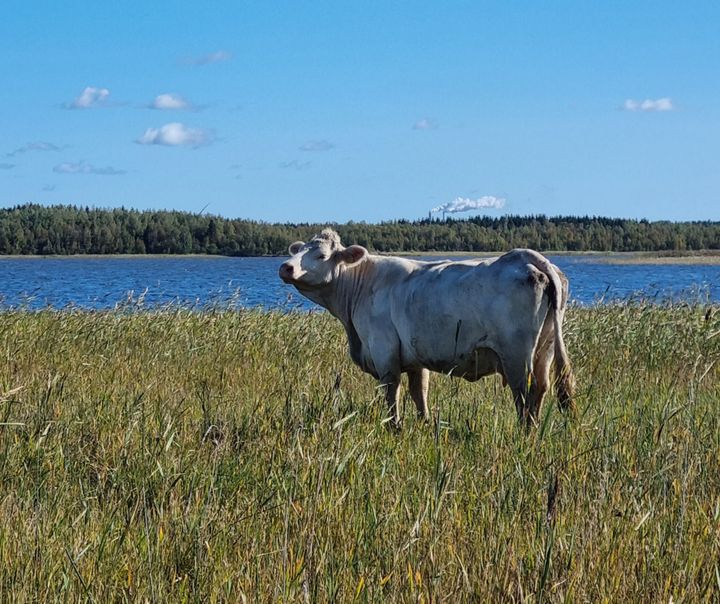 Aurinkoisena päivänä nauta rantalaitumella.
