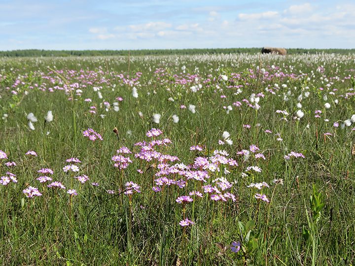 Ruijannuokkuesikko.