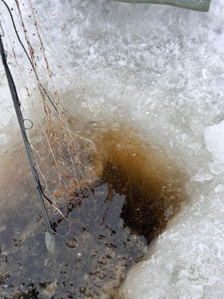 Jään alta esiin vedetyssä kalastusverkossa on ruskeaa limaa.
