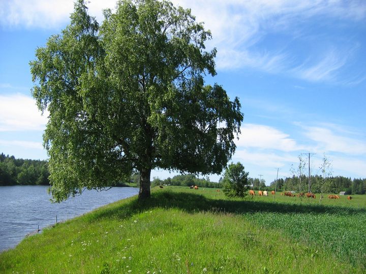 Siikajokivartta Rantsilassa aurinkoisena kesäpäivänä. Taustalla lehmiä laiduntamassa.