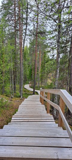 Puurakenteiset kuntoportaat metsäisellä rinteellä.