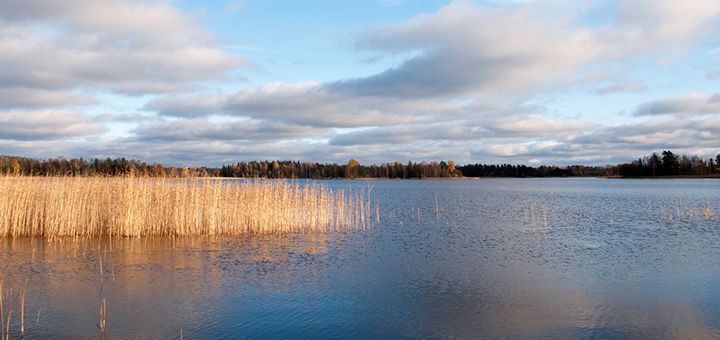 Järvenrantaa, jossa kasvaa järviruokoa, vastarannalla metsää.