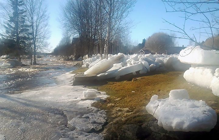 Aurinkoinen kevätpäivä, jäälohkareita koivuja kasvavalla rannalla.