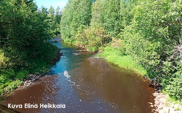Aittojoen uomaa, rannoilla kesäistä koivikkoa.