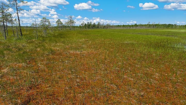 Kesäinen Vesisuo Muhoksella.