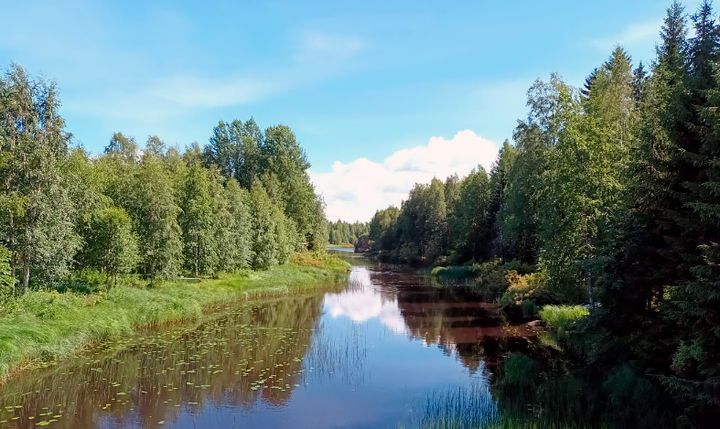 Aittojoki kesäisenä päivänä, joen reunamilla koivikkoa.