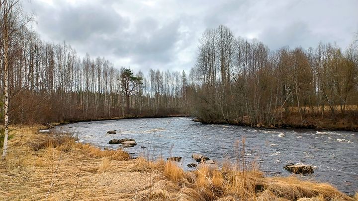 Lamujoki virtaa mutkaisessa uomassa, molemmin puolin lehdettömiä puita ja ruskeaa heinikkoa. Pilvinen taivas taustalla.