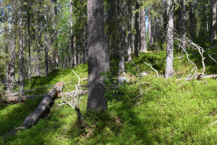 Metsää ja kasvillisuutta rinteessä luonnonsuojelualueella.