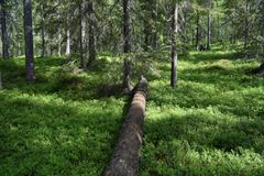 Valokuva Riekamojärven–Juumansuon luonnonsuojelualueelta.