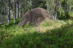 Metsä ja iso muurahaiskeko.