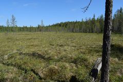 Metsään rajautuva suo.