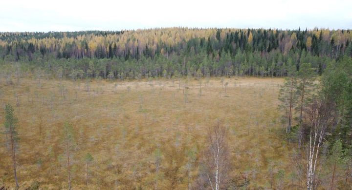 Ryhäsen suon letto Rautavaara Kuva:Nelma Aunio