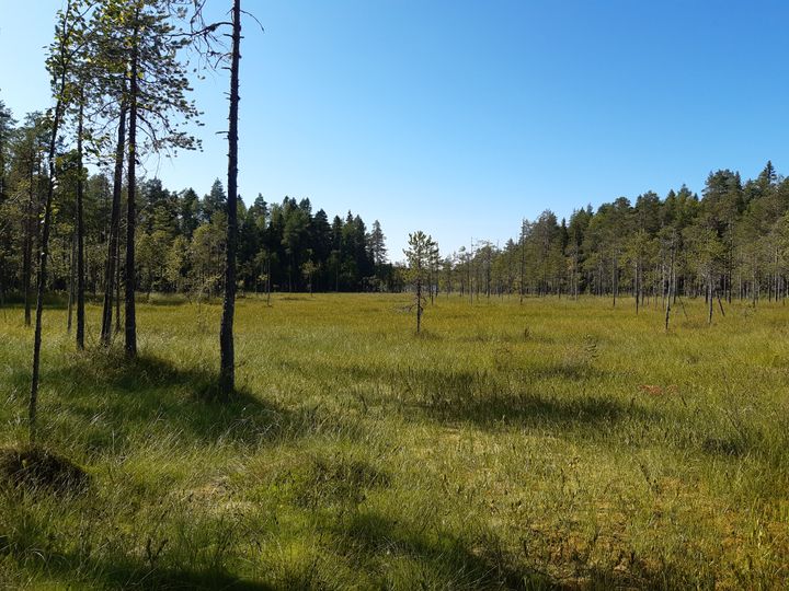 Rämettä Talaskangas – Tavisuon monimuotoisuuskeskittymällä.