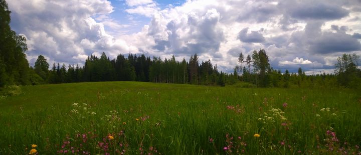 Metsämaat ja metsien käyttö ovat keskeisiä ilmastotavoitteiden saavuttamisessa ja ilmastonmuutokseen sopeutumisessa.