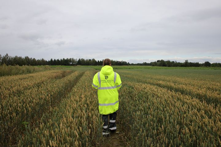 Kuvassa valvoja pellolla. Kuva: Maaseutuverkosto. Kuvaaja Jasmin Rikkonen