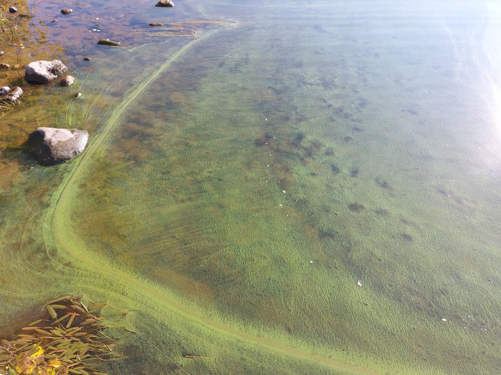 Leväkukintaa uimarannalla.