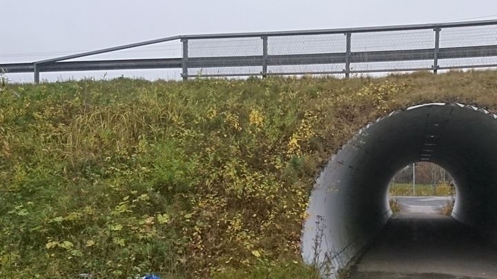 Siltarumpu kuvituskuva.