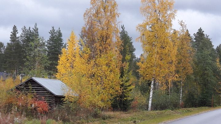 Syksyinen maalaiskuva kellastuneista puista ja ladosta.
