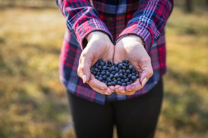 Mustikoita käsissä metsässä.
