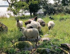 Lampaita laiduntamassa rannassa.