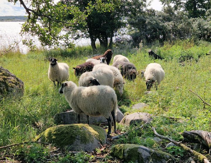 Lampaita laiduntamassa rannassa.