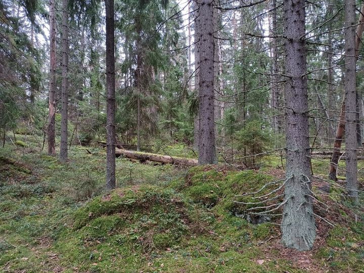 Kuva lahopuuta sisältävästä vanhasta kuusivaltaisesta kangasmetsästä.