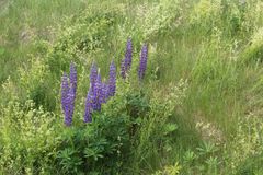 Kuvassa on purppuraa lupiinin kukkaa ja muita kasveja tien vieressä.