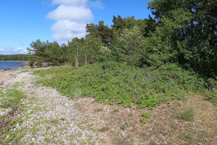 Kurtturuusua%20rannalla.
