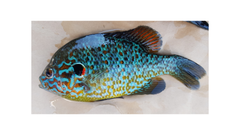 A colourful pumpkinseed