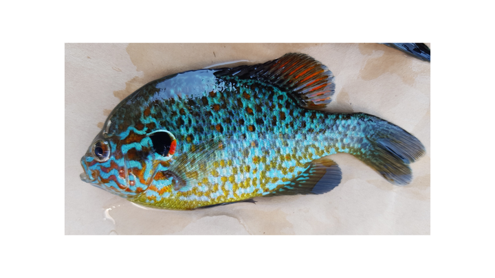 A colourful pumpkinseed