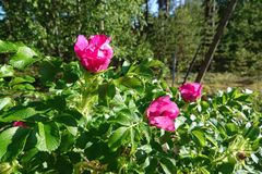 Bild på vresrosen med rosa blommor och gröna blad.