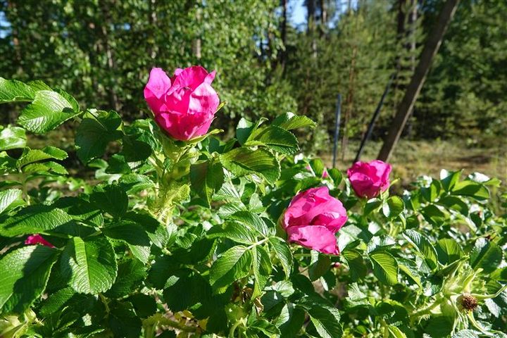 Bild på vresrosen med rosa blommor och gröna blad.
