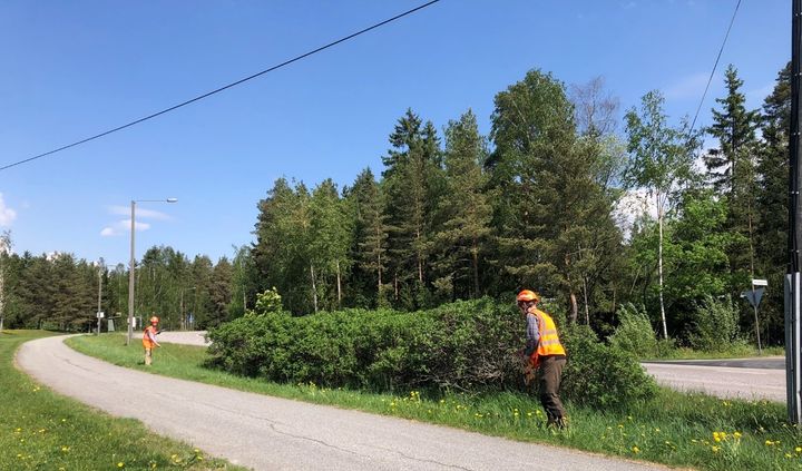 Kurtturuusukasvustoa ja työntekijöitä maantien varrella.